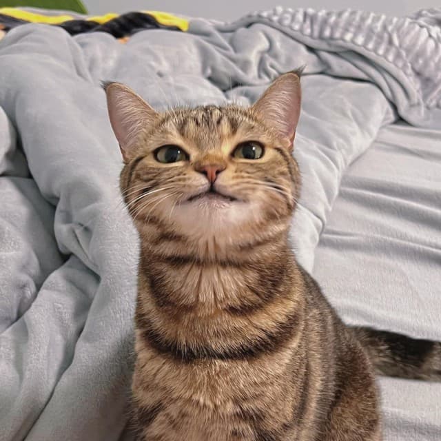 橘猫 头像